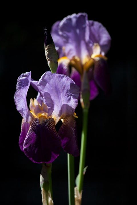 low-key iris