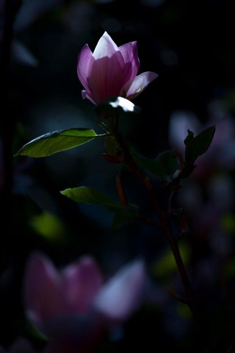 Low-key magnolia